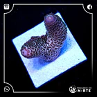 Acropora Pink Spathulata 2