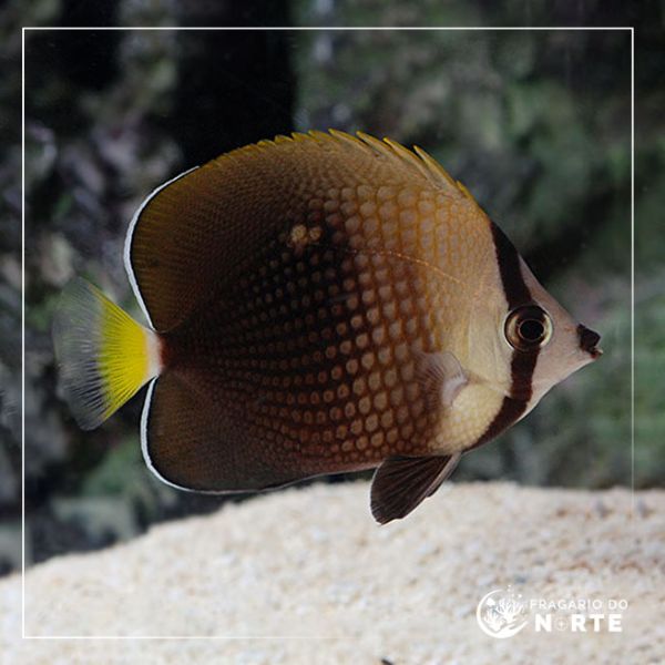 Chaetodon trichrous