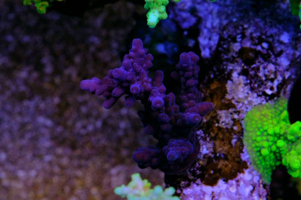Acropora Purple Monster
