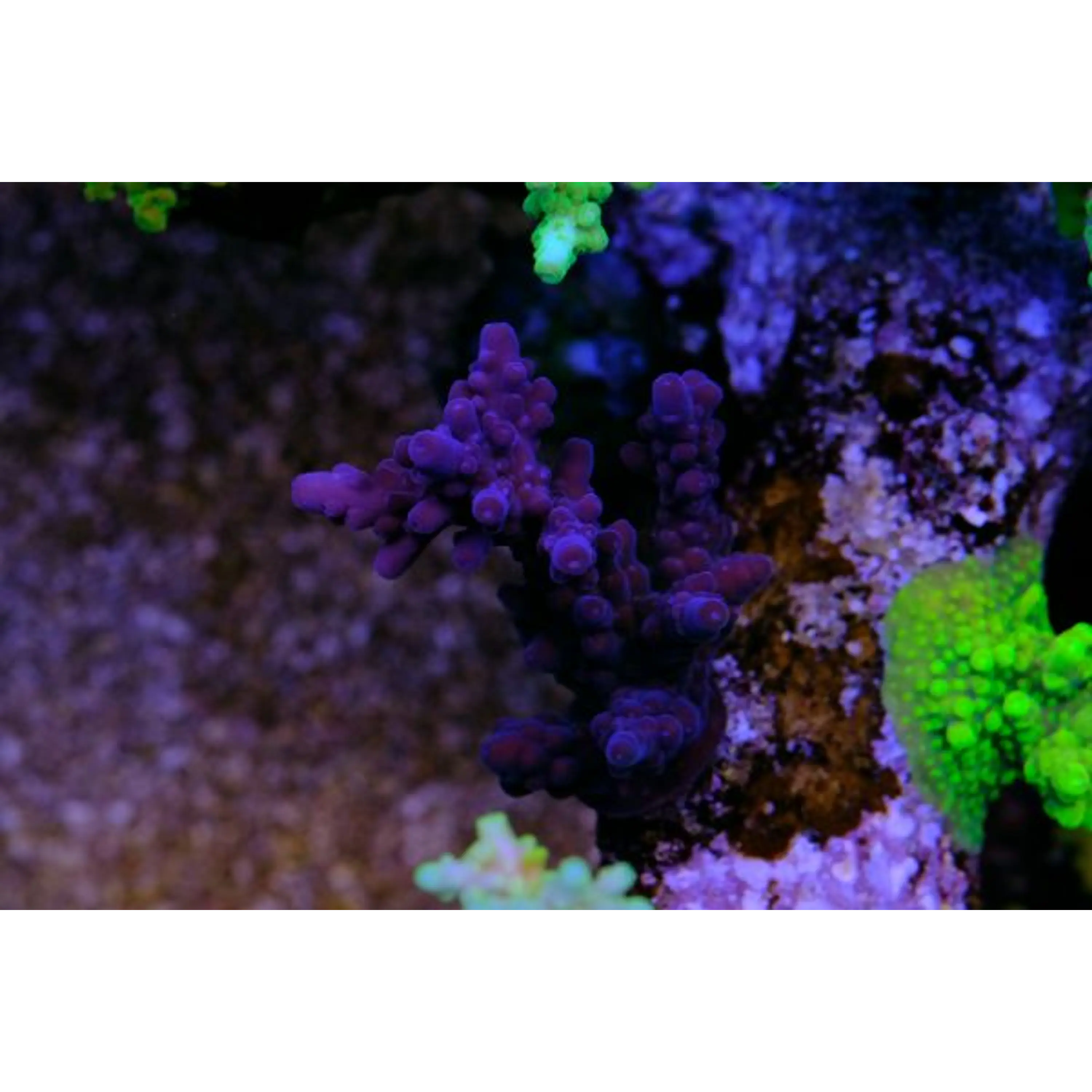 Acropora Purple Monster