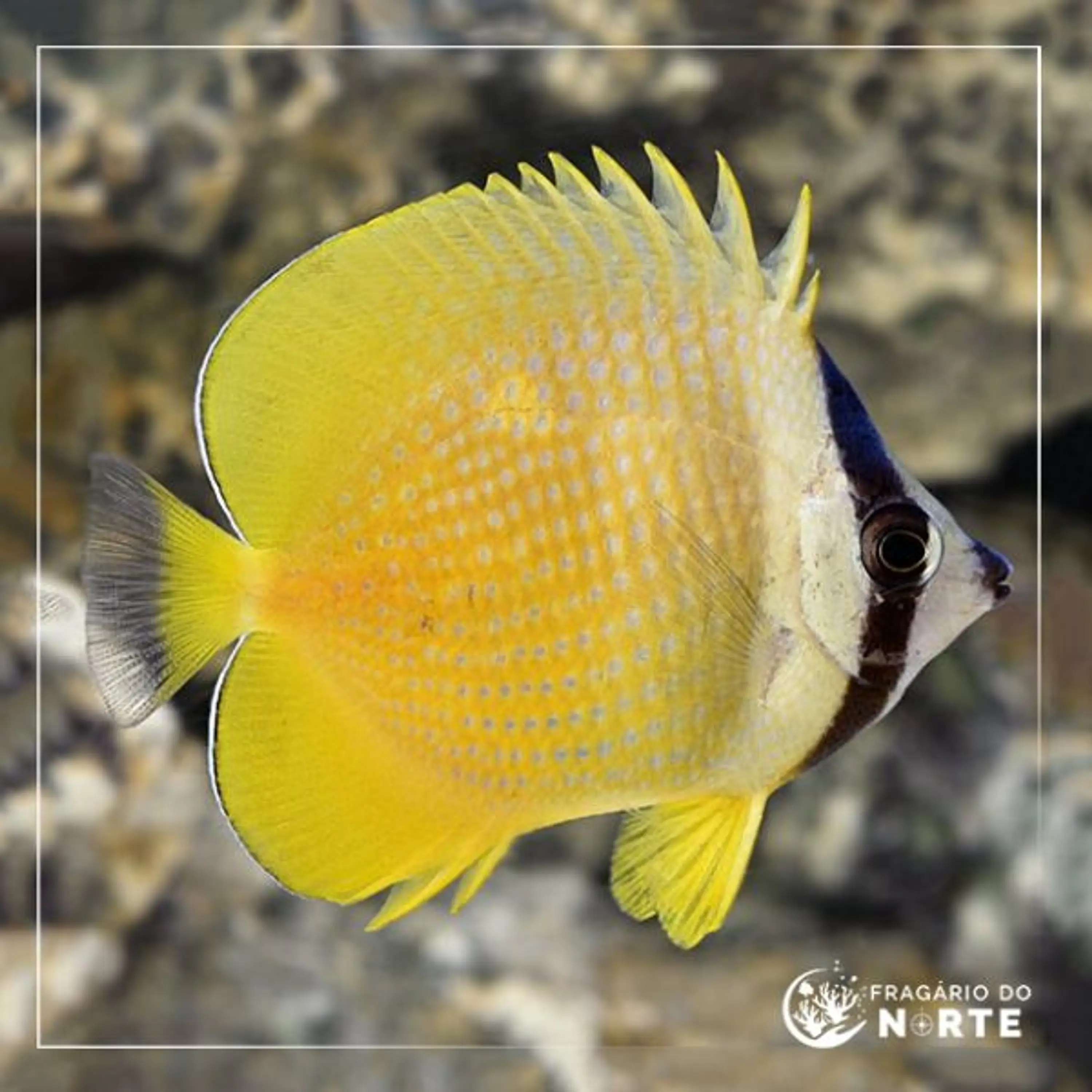 Chaetodon kleinii