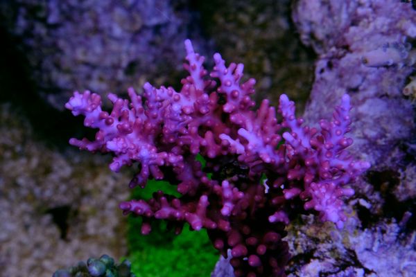 Acropora Red Dragon by JF