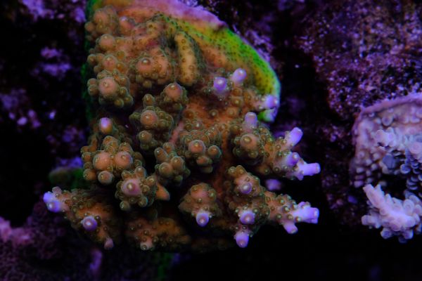 Acropora Rosaria