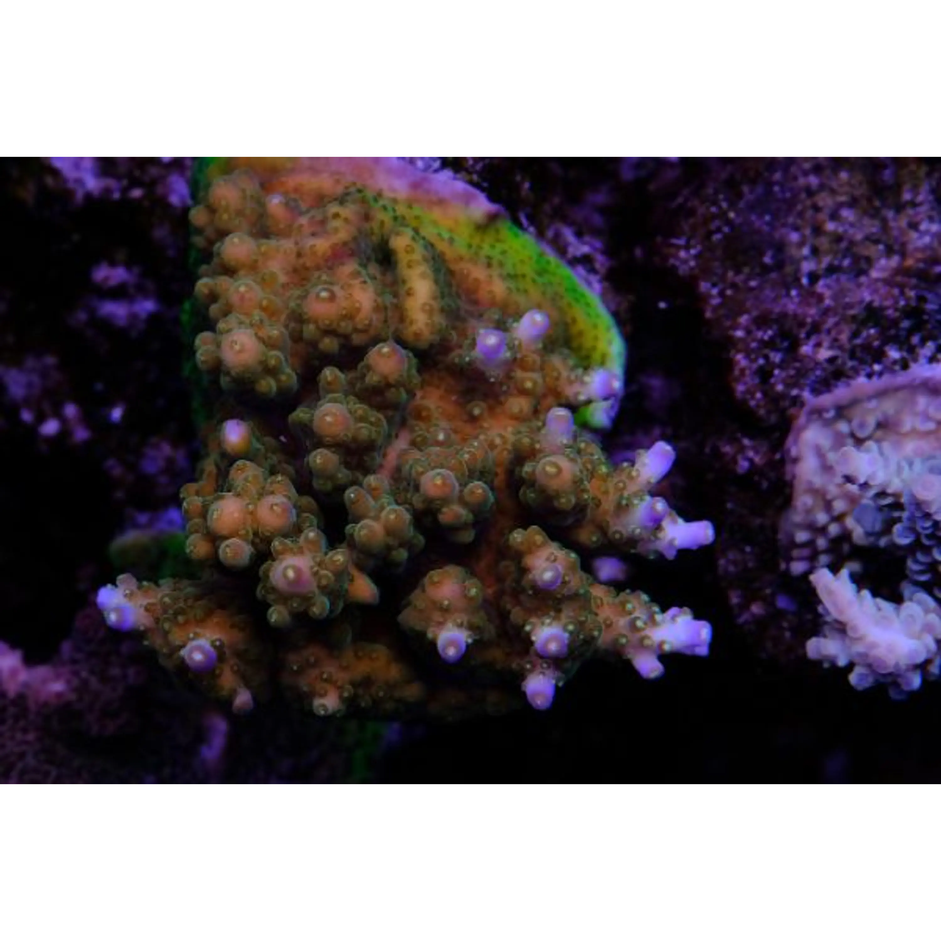 Acropora Rosaria