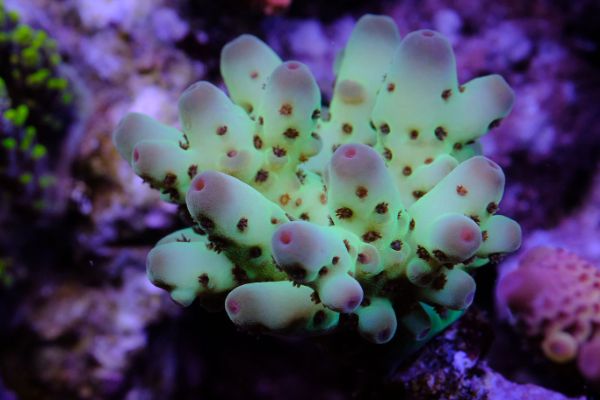 Acropora Sarmentosa 1