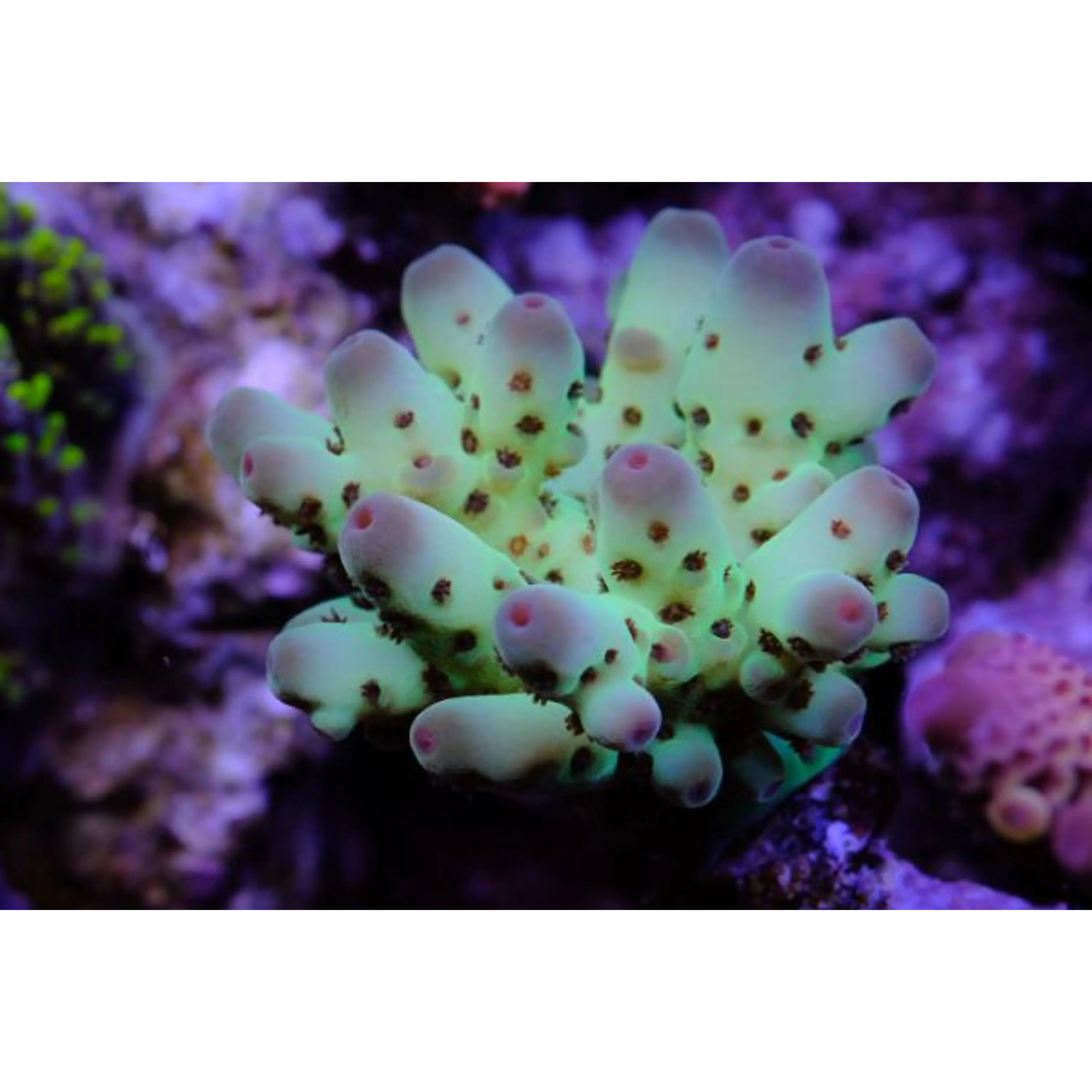 Acropora Sarmentosa