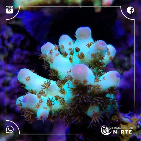 Acropora Sarmentosa 2