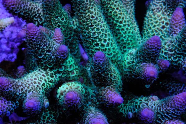 Acropora Spathulata