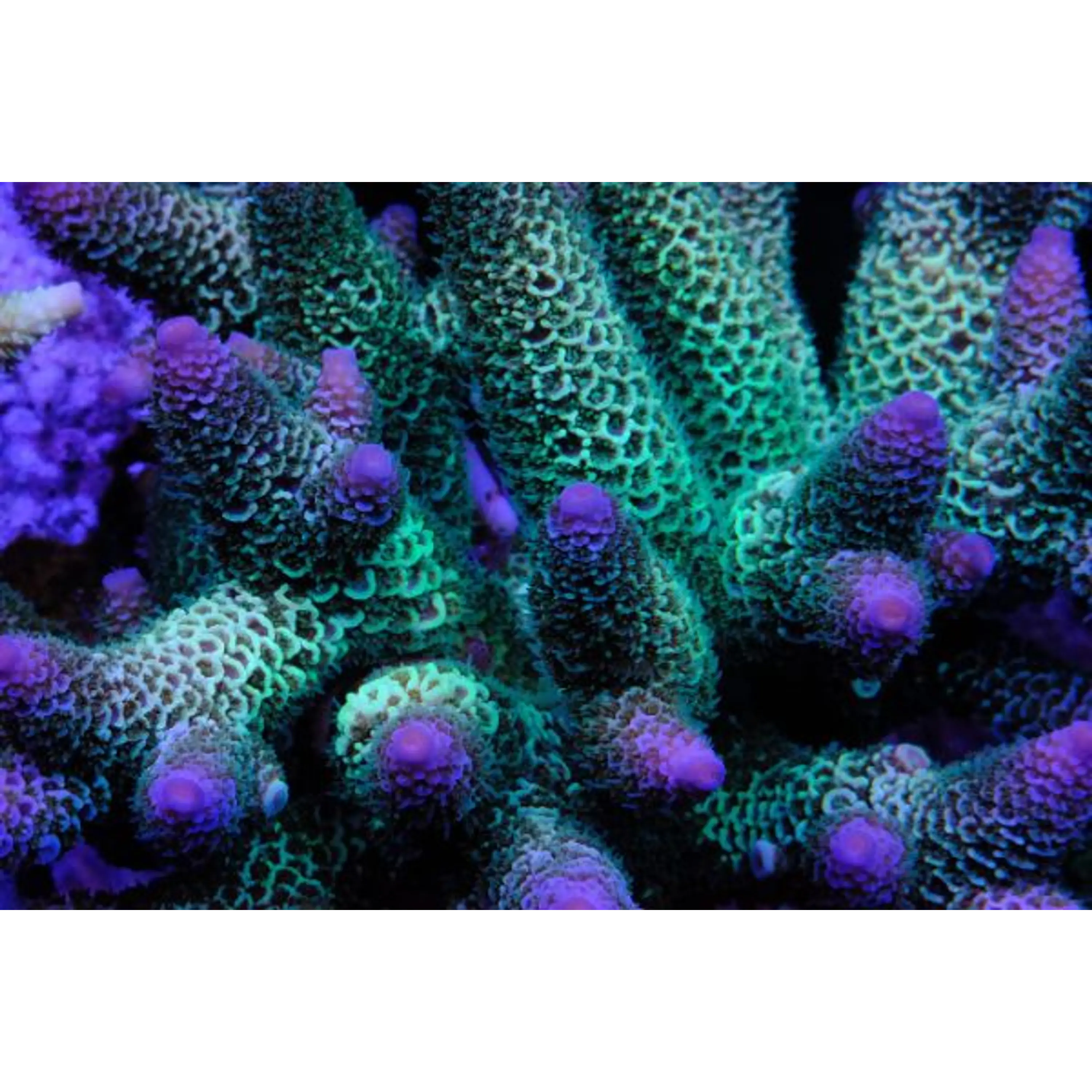 Acropora Spathulata
