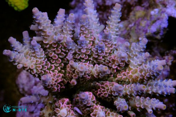 Acropora Tenuis Pink Panther 1
