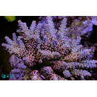 Acropora Tenuis Pink Panther 1