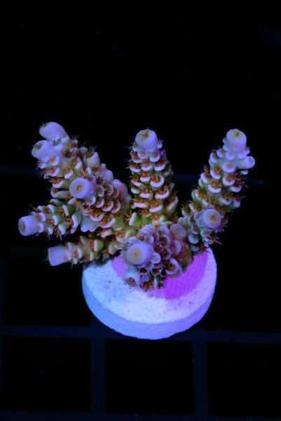 Acropora Tenuis Pink Panther 2