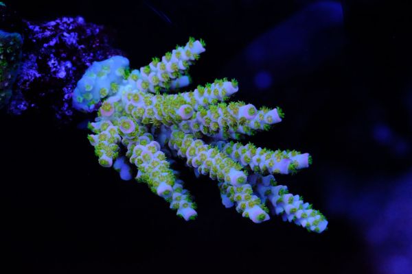 Acropora Tenuis Lime Tips