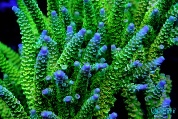 Acropora Walt Disney 1