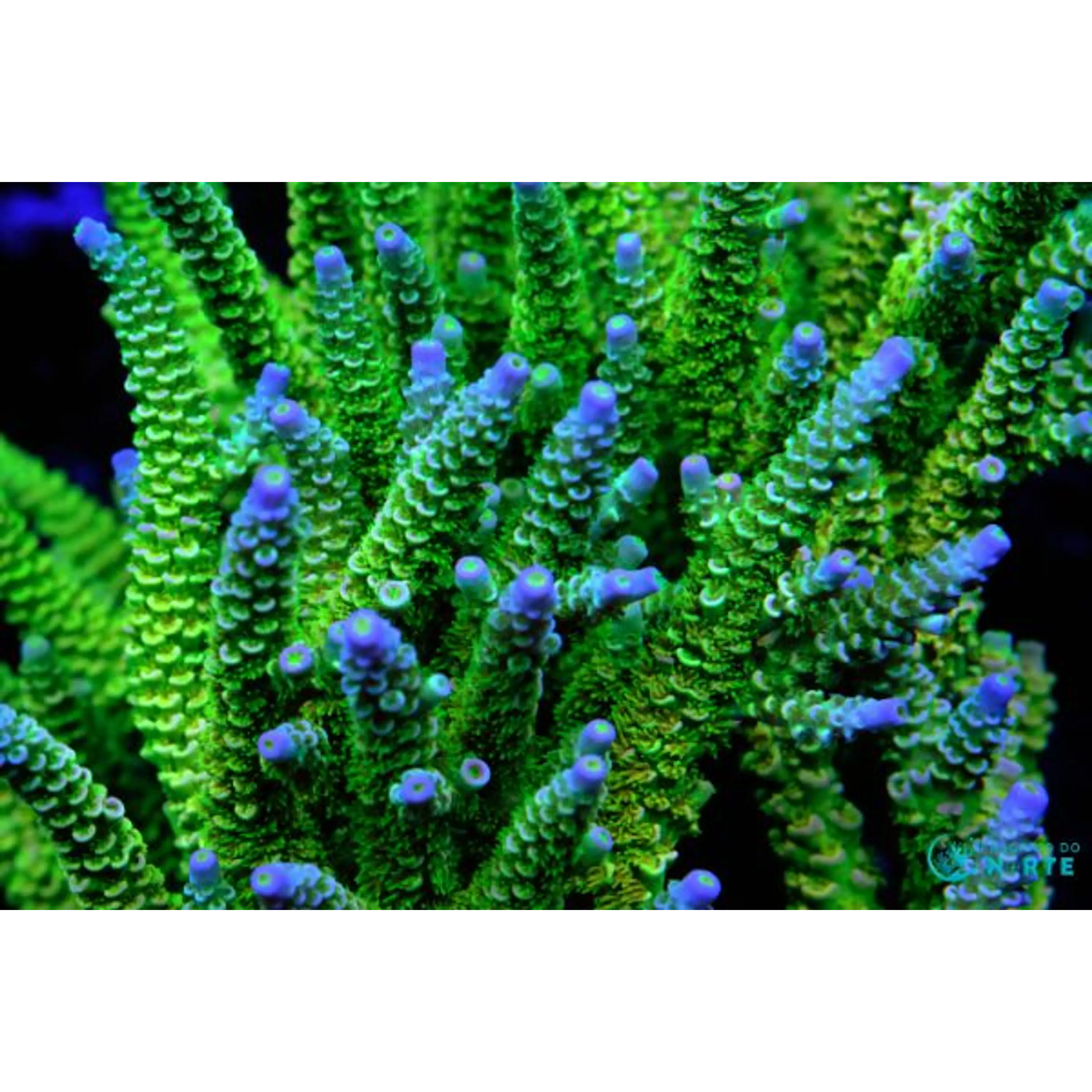 Acropora Walt Disney