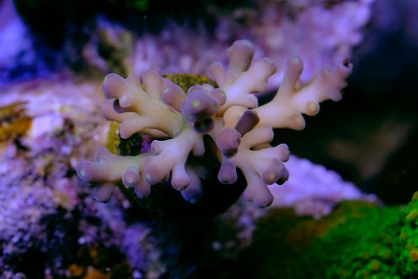 Acropora Jacquelineae 1