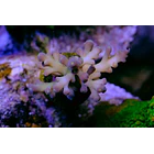 Acropora Jacquelineae 1