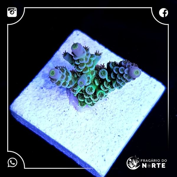 Acropora Walt Disney 2