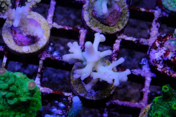 Acropora Jacquelineae 2