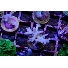Acropora Jacquelineae 2
