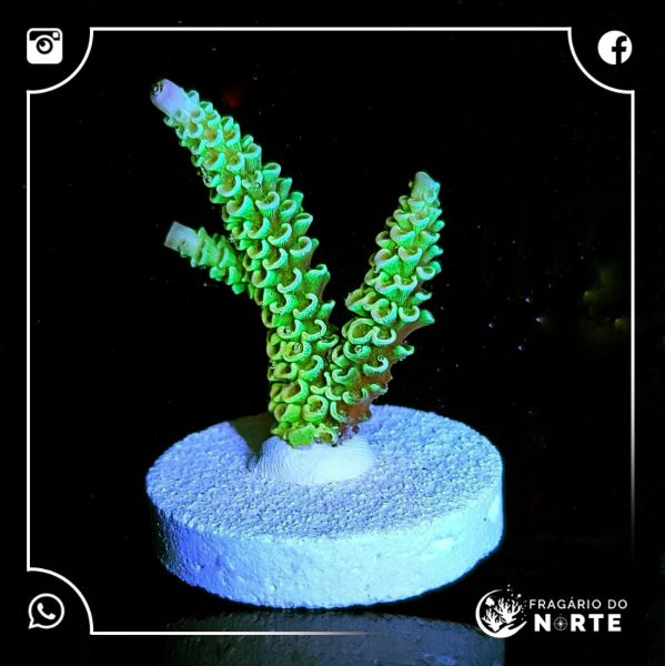 Acropora Walt Disney 3