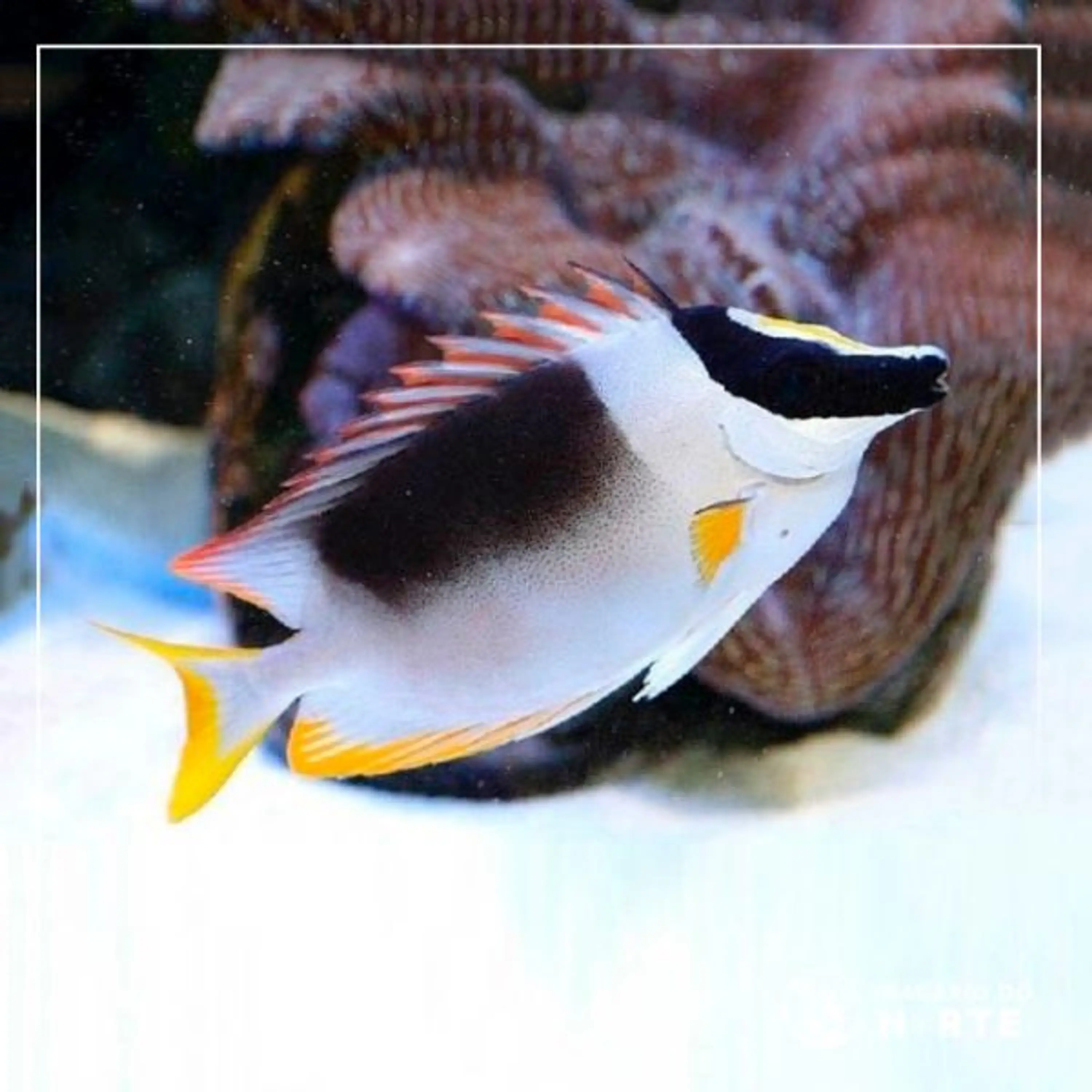 Siganus magnificus