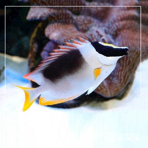 Siganus magnificus