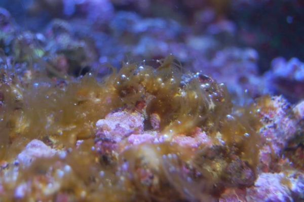 Dinoflagelados 1