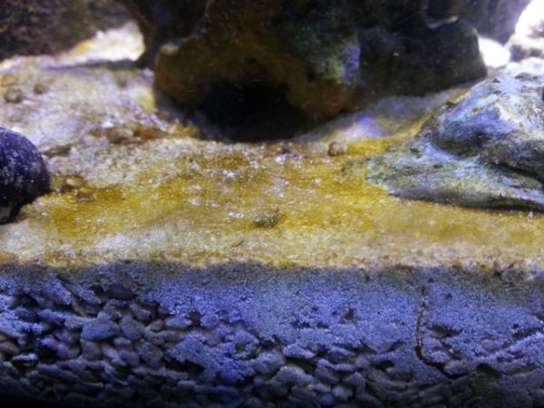 Dinoflagelados 2