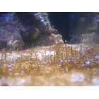 Dinoflagelados 3