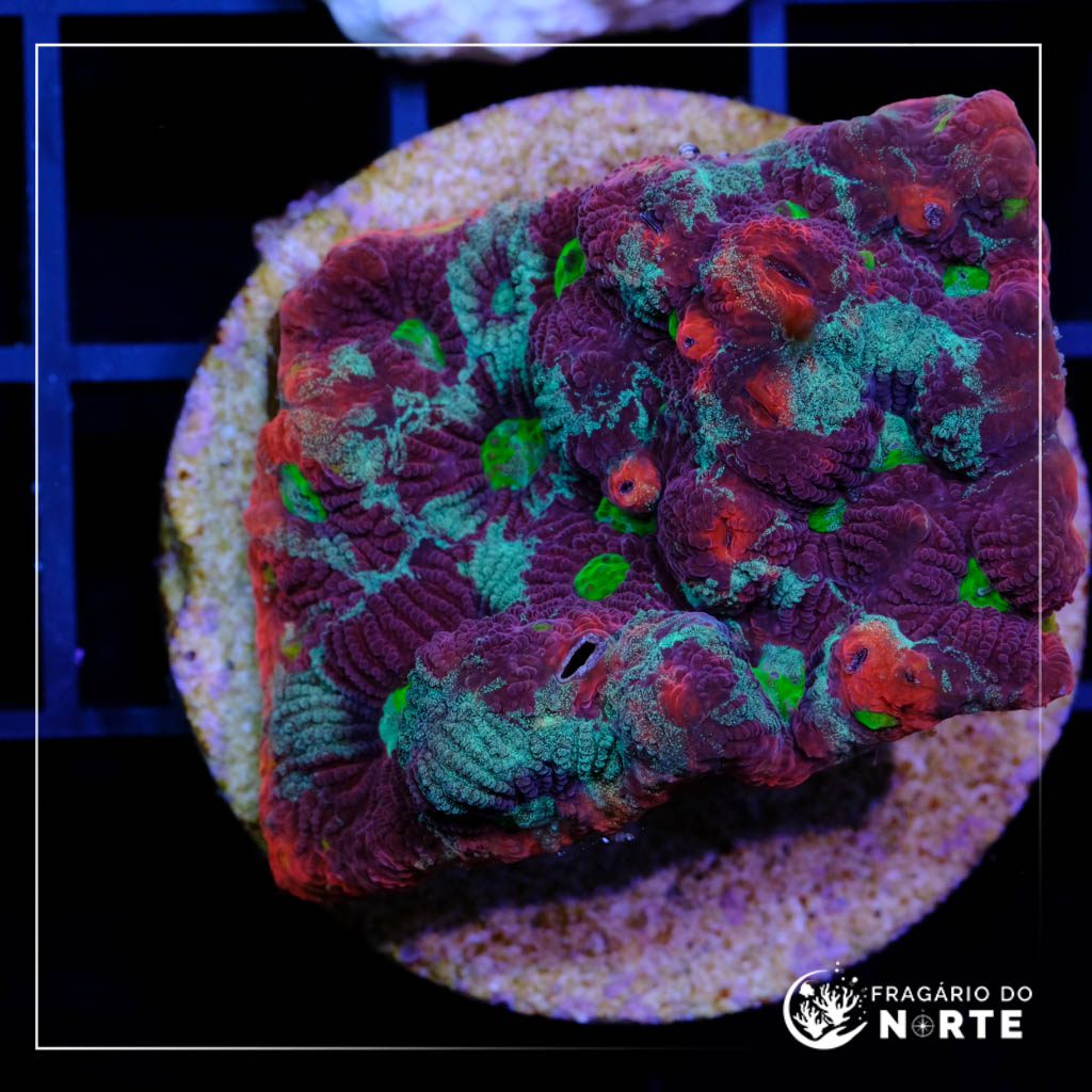 Favites Warcoral