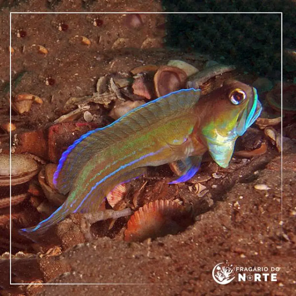 Opistognathus lonchurus 1