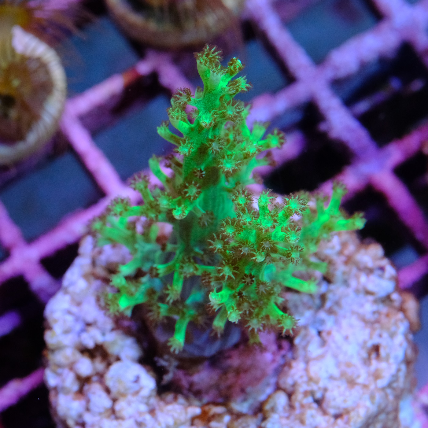 Capnella imbricata green