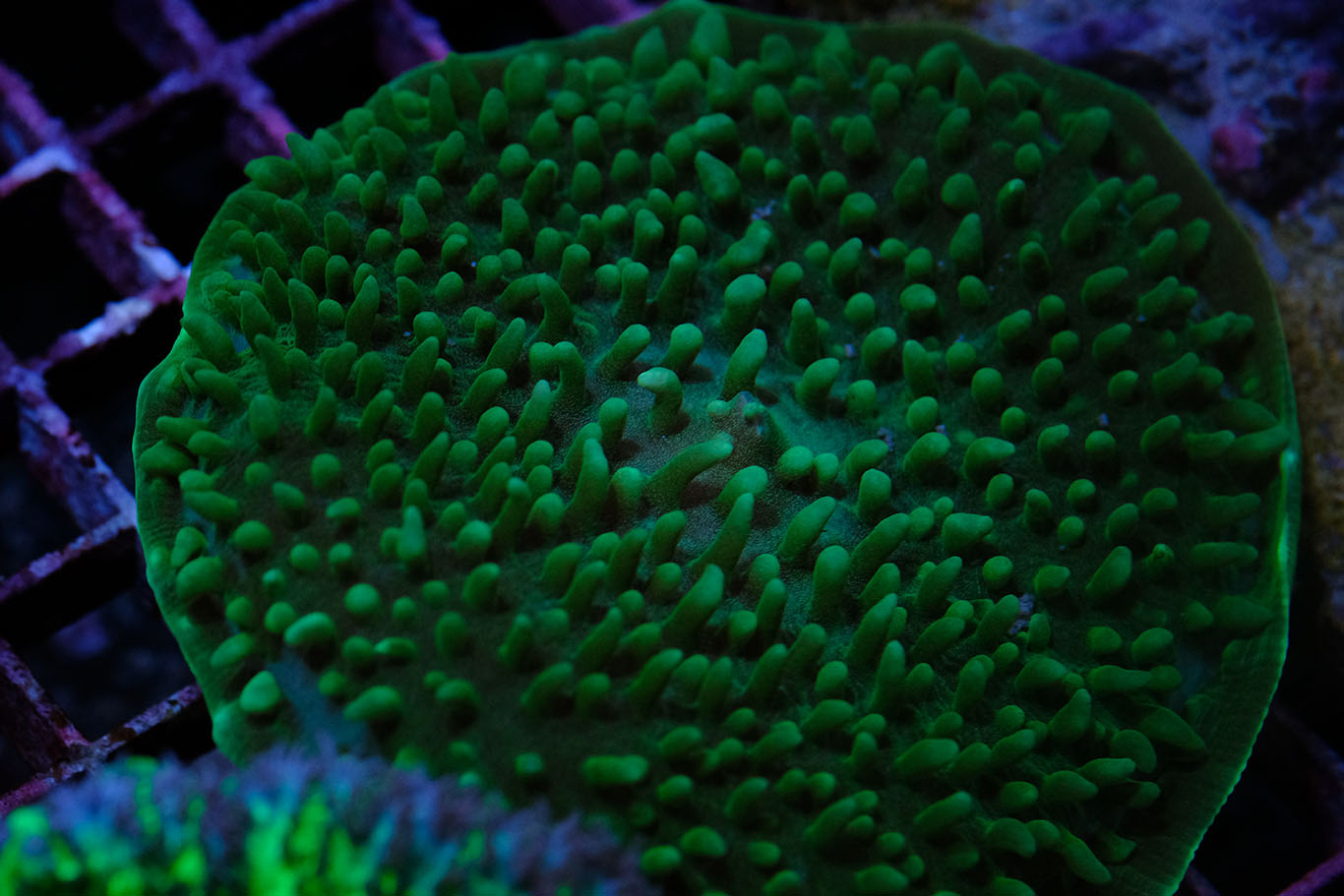 Amplexidiscus Fenestrafer