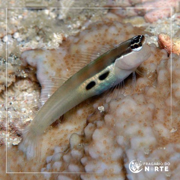 Ecsenius bimaculatus