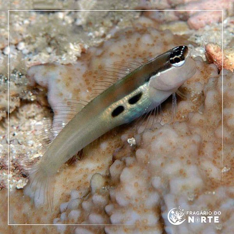 Ecsenius bimaculatus