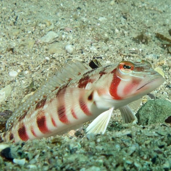 Parapercis sp.