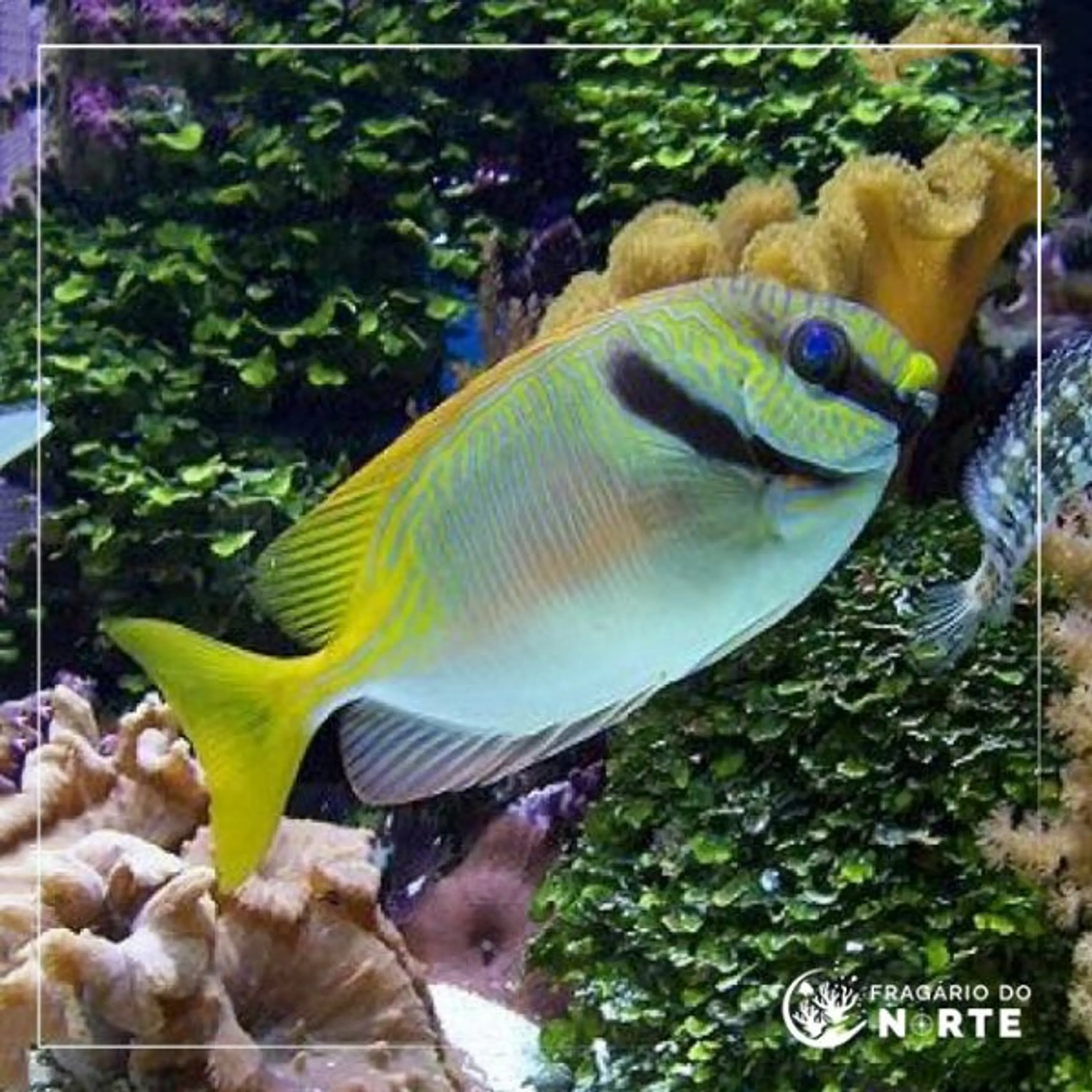 Siganus doliatus
