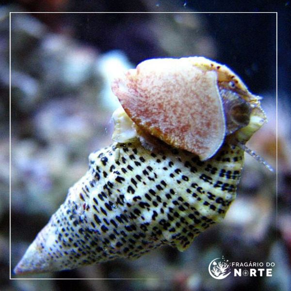 Cerithium spp