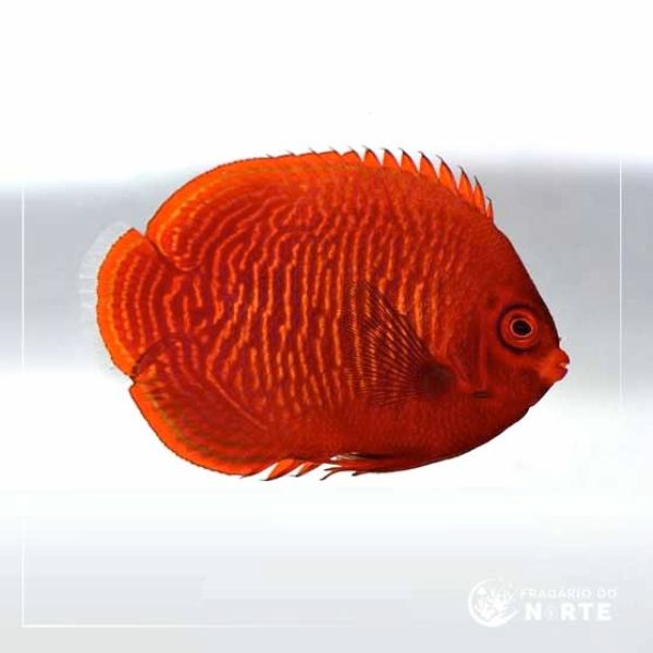 Centropyge aurantia
