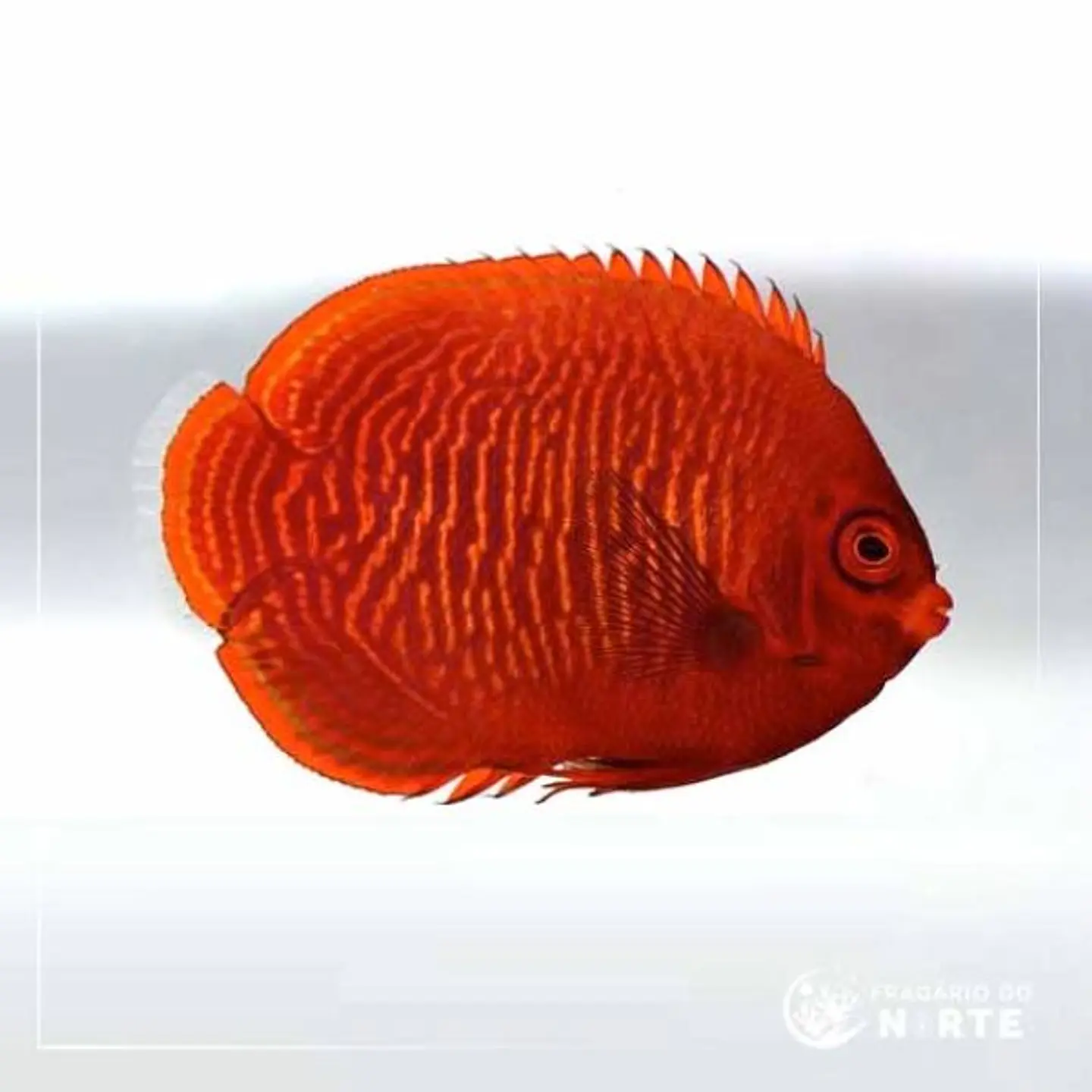 Centropyge aurantia 1