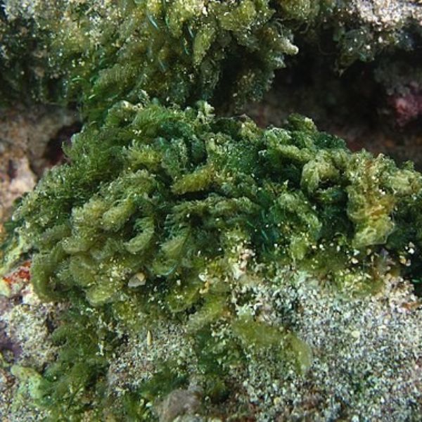Bryopsis 1
