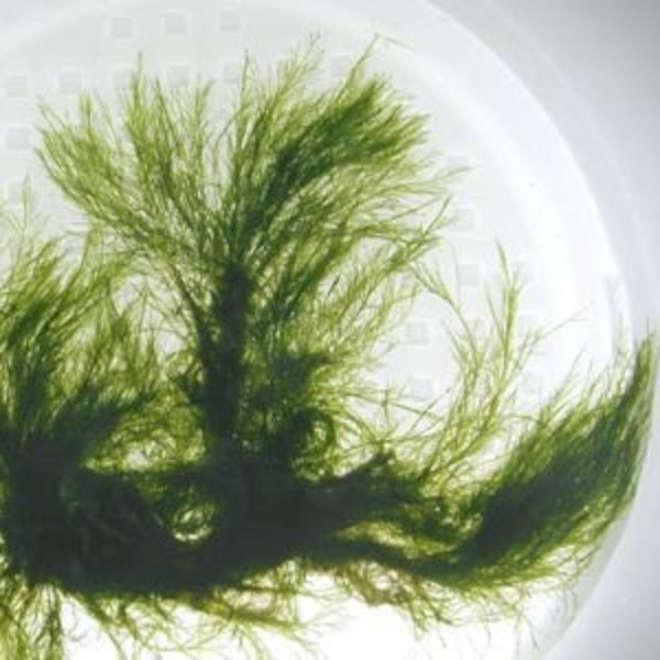 Bryopsis 2