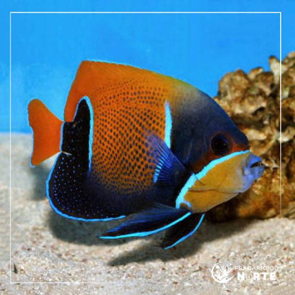 Pomacanthus navarchus