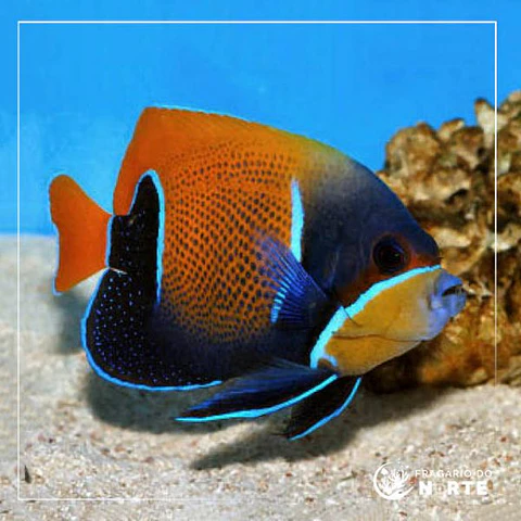 Pomacanthus navarchus