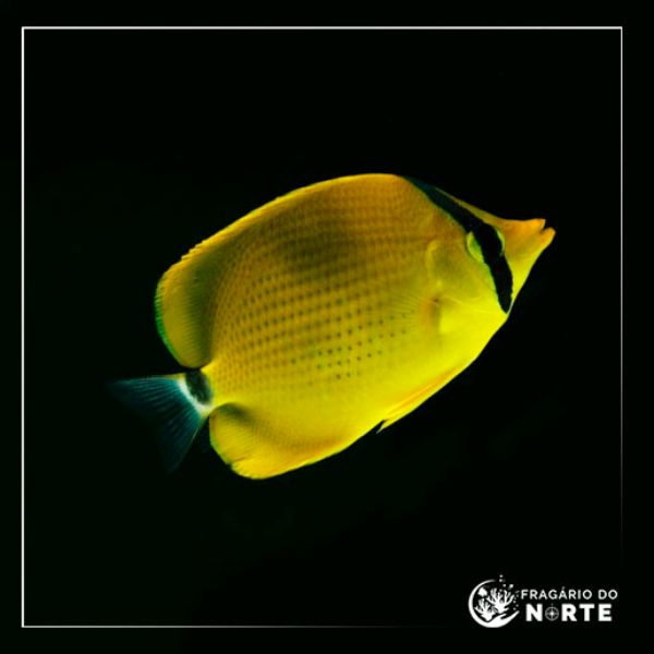 Chaetodon semeion