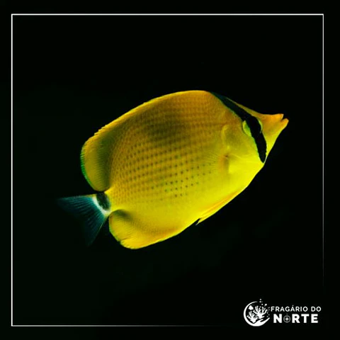 Chaetodon semeion