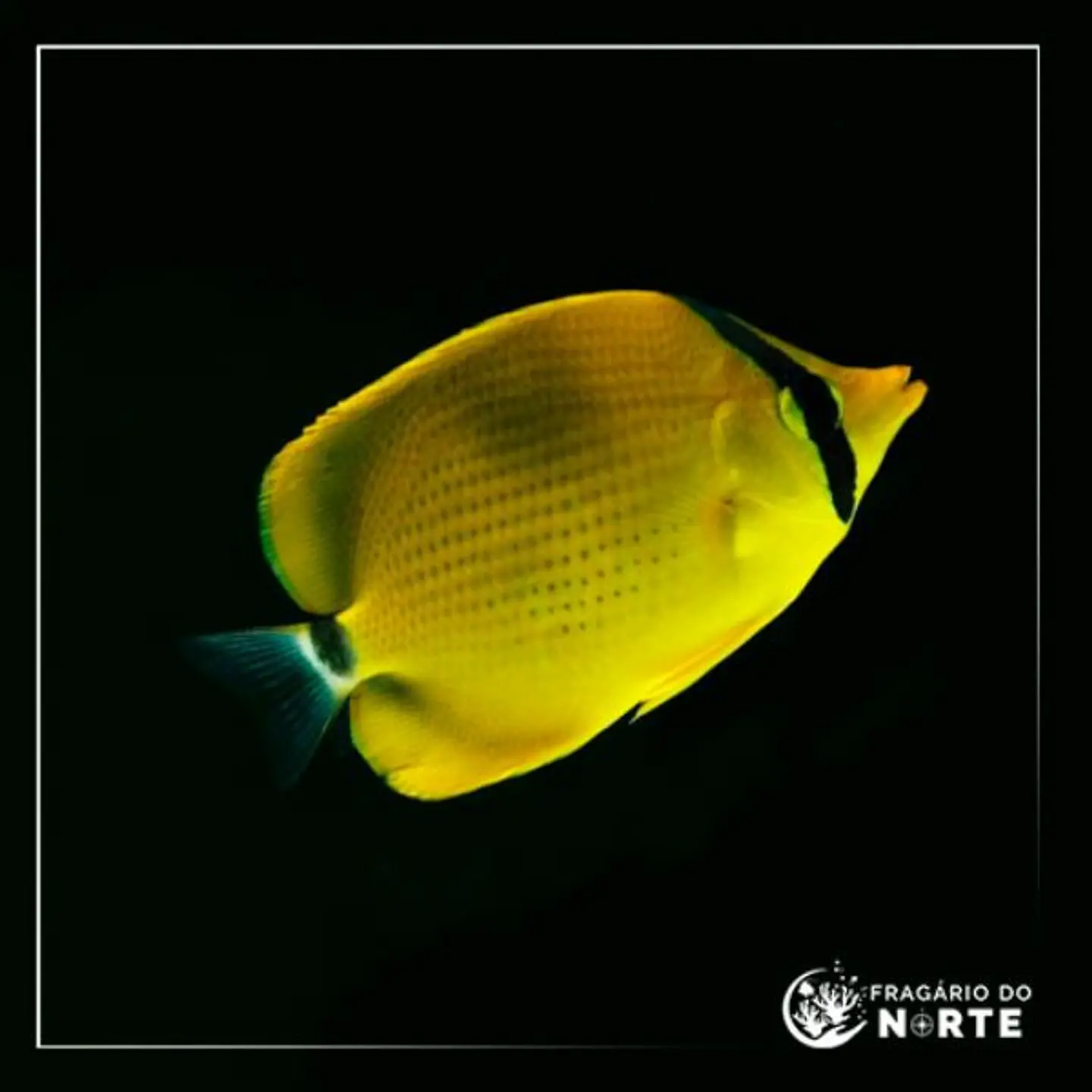 Chaetodon semeion 1