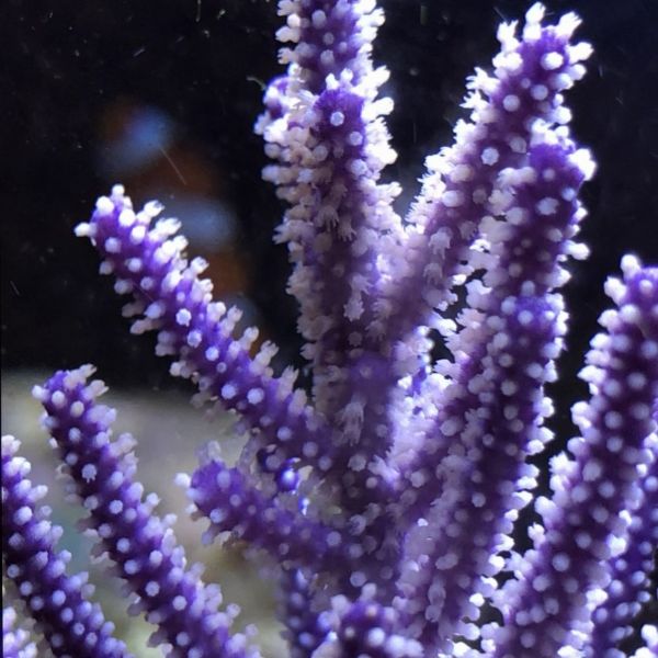 Pseudopterogorgia Purple Gorgonia