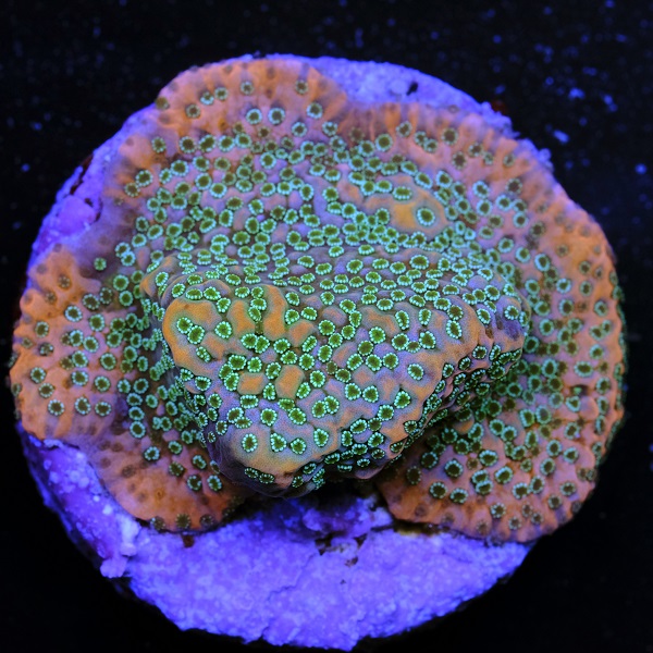 Montipora Cherry Tree